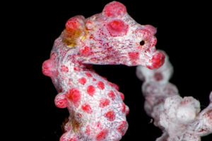 Photographing Pygmy Seahorses